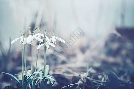 雪滴花,春天的时候户外自然柔的颜色图片