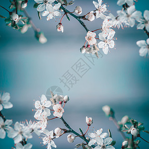 春季框架背景与白色樱花蓝色背景,地点为文字花卉春季自然图片