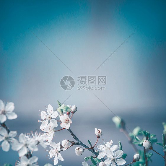 春天背景与白色樱花蓝色背景,地点为文字,花卉春天边界图片