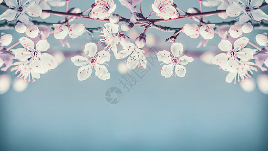 美丽的樱花花边框淡蓝色背景图片
