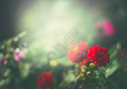 绿色夏季花园中的红花,户外自然背景图片