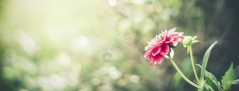 夏天的自然背景与粉红色的花博克花卉花园模板横幅图片