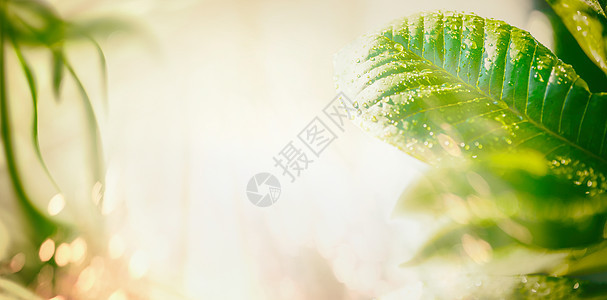 夏季自然背景,绿叶,阳光波克照明横幅,边框模板为您的图片