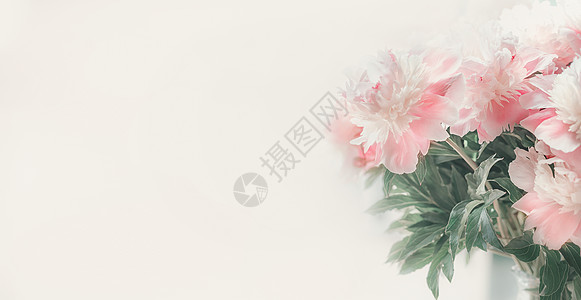 淡背景的粉白色牡丹柔的焦点花卉边框模板横幅图片