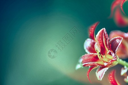 红色百合花模糊的绿松石背景神话般的布鲁姆花卉横幅模板高清图片下载 正版图片 摄图网 红色百合花模糊的绿松石背景神话般的布鲁姆花卉横幅模板高清图片下载 正版图片 摄图网