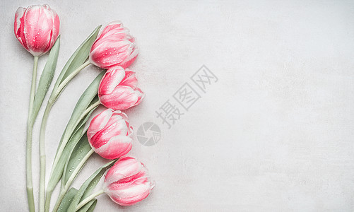 可爱的意大利粉红色郁金香,花边轻背景,顶部的春季假期的布局母亲节贺卡图片