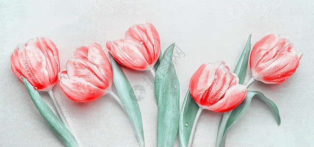 可爱的红色郁金香轻背景,顶部的春季节日问候的布局背景图片