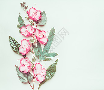 植物创意布局与粉红色的花叶子浅绿色背景,顶部视图,图片
