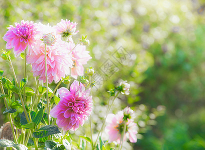 美丽的粉红色大丽花夏季花园,户外自然图片