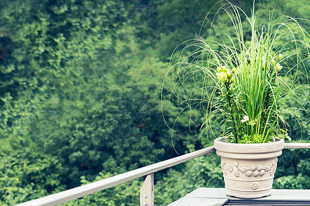 绿色装饰植物花盆,阳台上观赏草百合图片