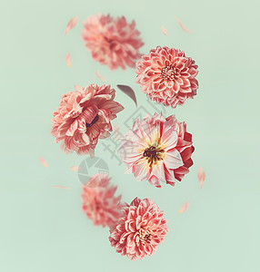 美丽的飞花柔的粉红色花瓣轻薄荷背景,创造的花卉布局,垂直图片