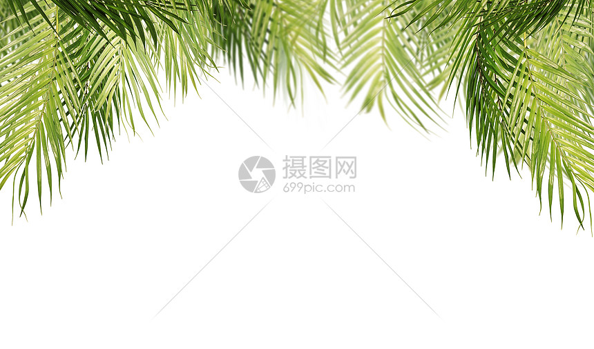 ‘~热带叶子,白色背景上分离悬挂棕榈树枝  ~’ 的图片