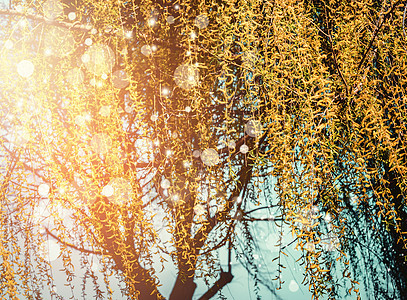春天的自然背景垂柳日落时开花图片