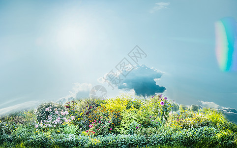 夏天的花园景观与灌木丛,五颜六色的花,玫瑰与蓝天户外园艺园林绿化图片