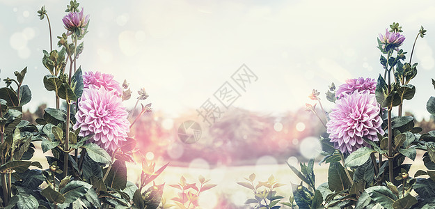 夏季花园花卉背景粉红色开花,阳光波克户外质,框架,横幅图片