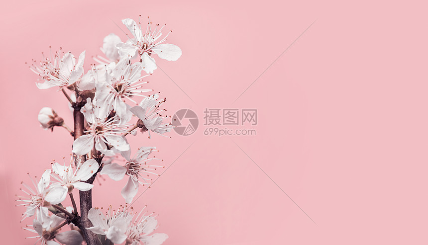 白色樱花粉彩背景,春季自然假日布局图片