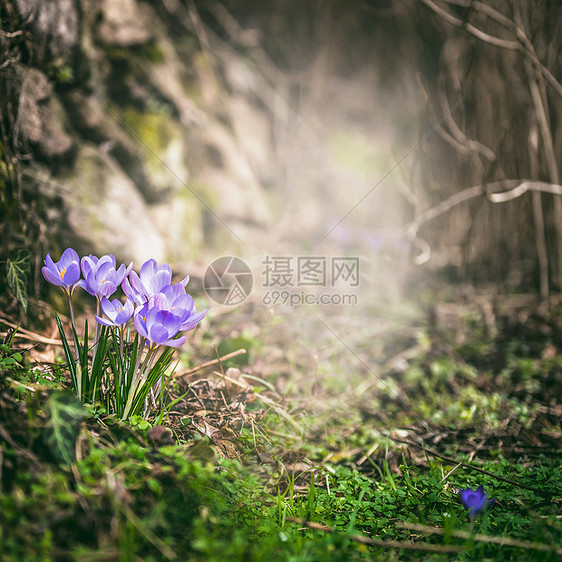 春季番红花森林,春季户外自然背景图片