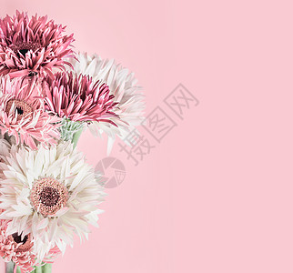 粉彩粉红色的花背景与星号,非洲菊雏菊花高清图片