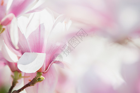 木兰花的背景,春天户外自然美景图片