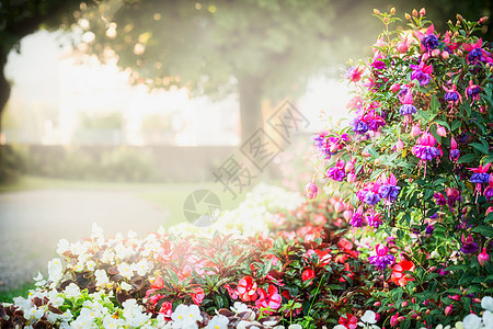 夏季花园公园景观与美丽的紫红色花坛,户外自然图片