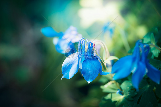 漂亮的蓝色花园花哥伦布花图片