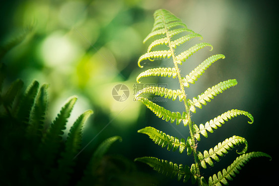 绿色夏季自然背景,热带蕨类植物叶片Bokeh图片