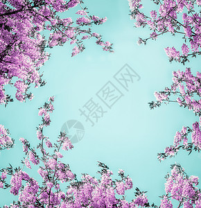 美丽的花卉背景与紫色丁香花浅绿色,框架创意自然花卉布局图片