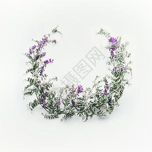 花圈由野生紫色花朵制成,白色背景上叶子夏天的平躺,俯视花卉花卉布置老鼠豌豆Vetch多色Vic图片