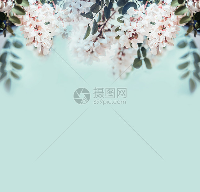 自然背景与美丽的相思花 正景色高清图片下载 正版图片 摄图网