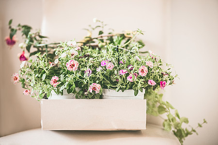 纸盒中的盆栽花,正视图家庭植物阳台园艺的想法图片