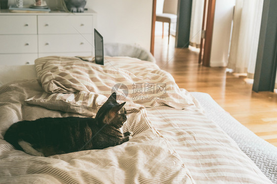 猫躺卧室的床上,窗户很大房子还活着舒适的家庭场景图片