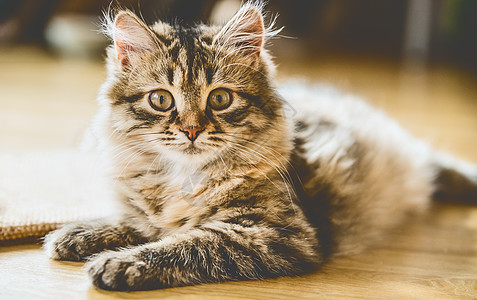 阳光明媚的房间里地板上只毛茸茸的西伯利亚小猫的肖像图片