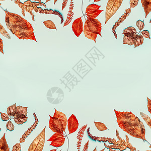 秋季背景与各种彩色干燥的落叶,顶部视图,框架图片