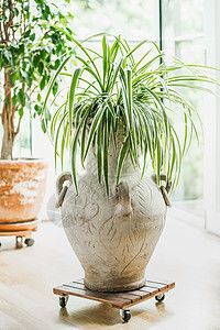 舒适的家庭室内与室内植物窗口客厅植物图片