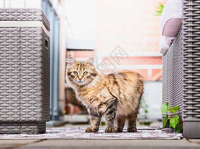 阳台上的小毛茸茸的猫西伯利亚猫的生活方式图片