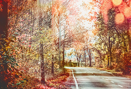 美丽的阳光秋路与红色秋天的树叶树旅行,季节户外自然图片