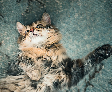 毛茸茸的猫舒适地躺后,俯视着图片