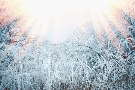 冰冻的草雪霜的植物美丽的冬季自然景观图片