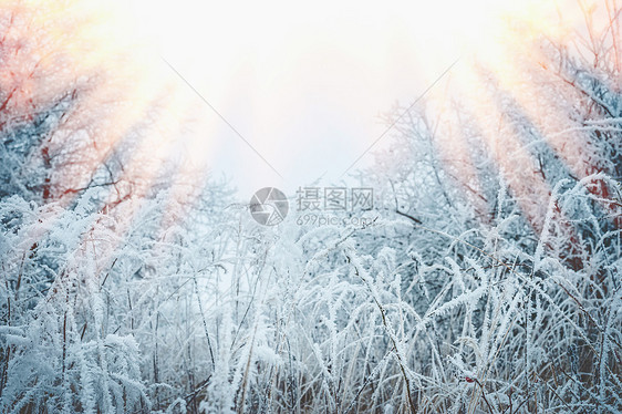 冰冻的草雪霜的植物美丽的冬季自然景观图片