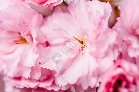 粉红色樱花樱花春天开花图片