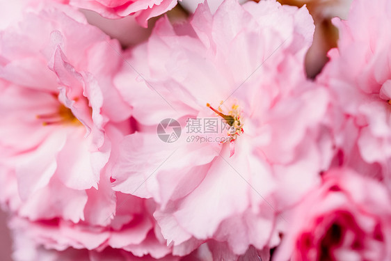 粉红色樱花樱花春天开花图片