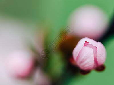 粉红色樱桃树花蕾春天靠近图片