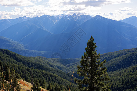 沿着飓风山小径的风景,奥林匹克公园图片