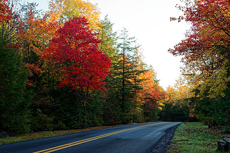 秋天西弗吉尼亚的条路上的树图片