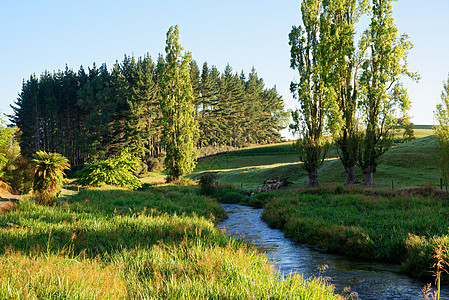 新西兰怀卡托清晨的条河沿德怀侯蓝泉步道的河流南怀卡托图片