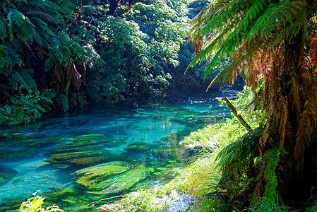 蓝色春天,怀卡托,新西兰水晶清澈的河流南怀卡托,新西兰图片