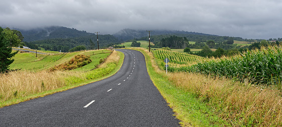 新西兰怀卡托的乡村公路玉米田的农村公路图片