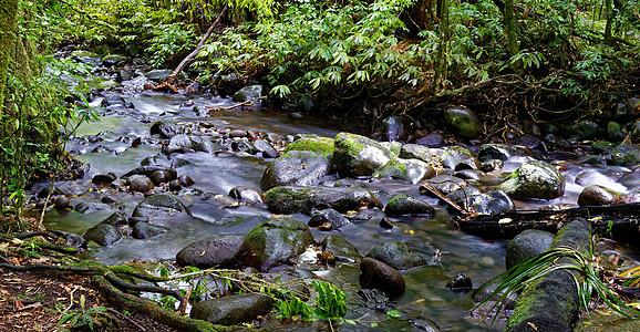 穿过森林的河流河流穿过森林皮龙加山,怀卡托,新西兰图片