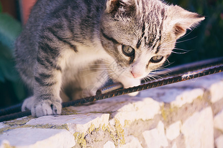 小巷子小猫图片