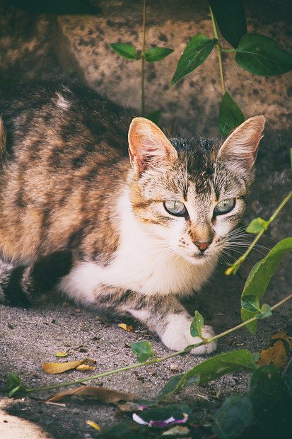 猫花园里户外图片